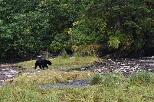 Salmon die after spawning and the bears in Alaska take advantage of the free easy food