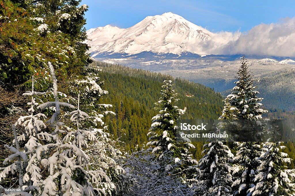 Pines i Mount Shasta w śniegu, Północna Kalifornia - Zbiór zdjęć royalty-free (Bez ludzi)