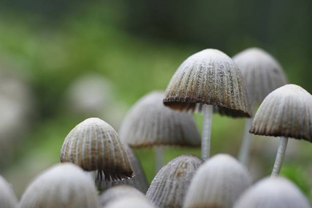 Small Mushrooms stock photo