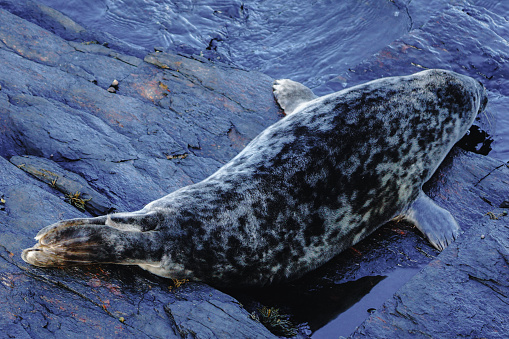 A full body shot of a grey seal pup