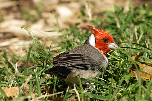 Red Crested or Brazilian Cardinal stock photo