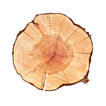 Slice of Tree log isolated on white