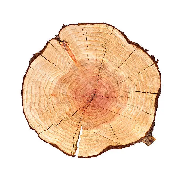 Photo of Tree Log