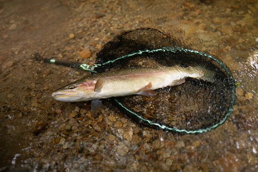 Trout fishing, rainbow trout in net