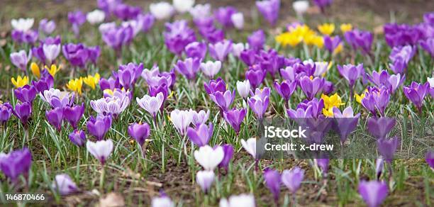 Violeta E Branco Crocuses - Fotografias de stock e mais imagens de Ao Ar Livre - Ao Ar Livre, Beleza, Beleza natural