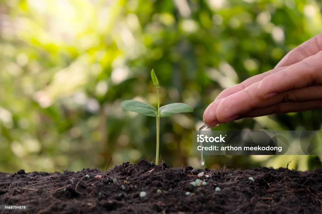 Hand watering plants that grow on good quality soil in nature, plant care Adults Only Stock Photo