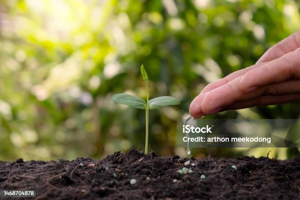 Hand Watering Plants That Grow On Good Quality Soil In Nature Plant Care Stock Photo - Download Image Now