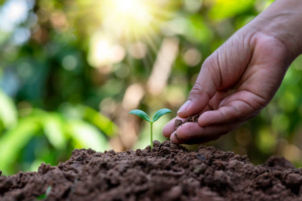 istock Tree growing in the soil, afforestation, and tree planting concept. Save the environment. 1468704923
