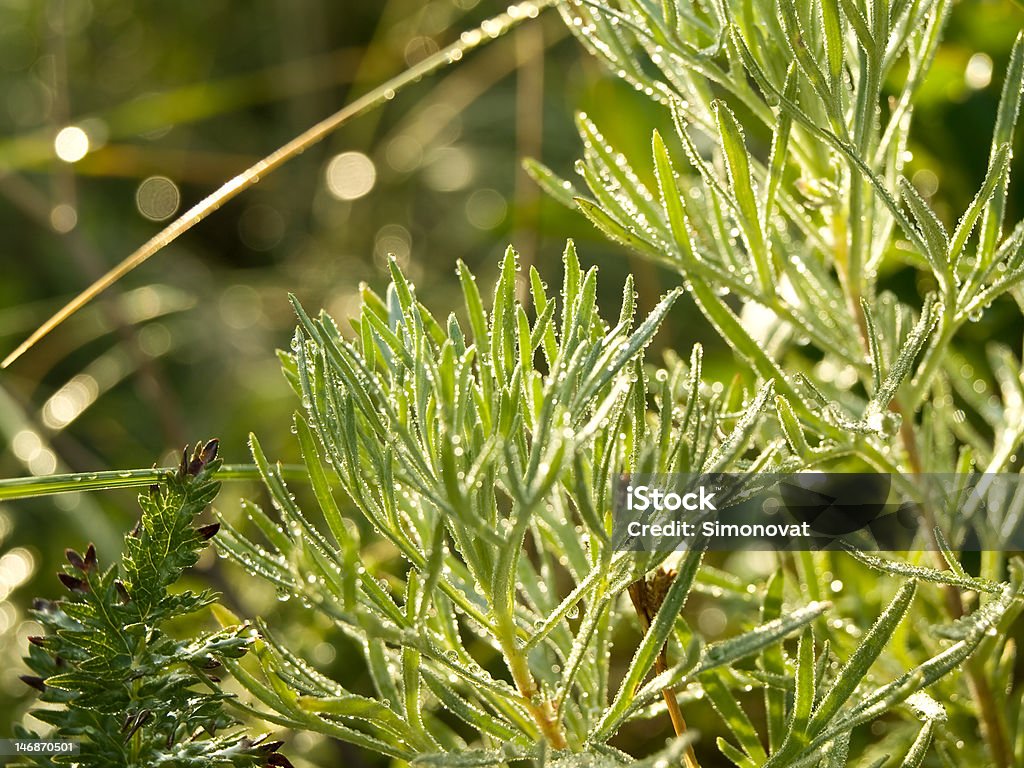 Tau, Gras - Lizenzfrei Estragon Stock-Foto