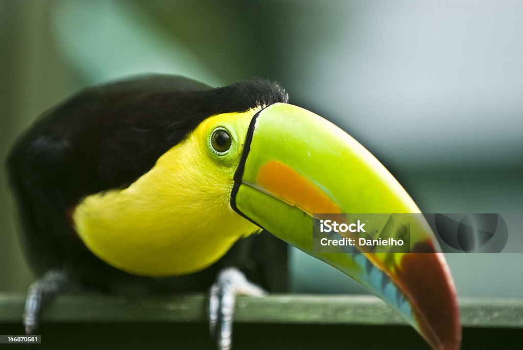 Keel-Billed Toucan Keel-billed Toucan in Panama Bird Stock Photo