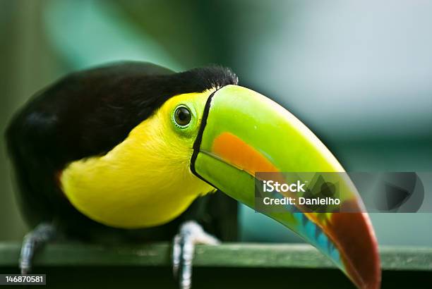 Keelbilled Toucan Stock Photo - Download Image Now - Bird, Central America, Horizontal