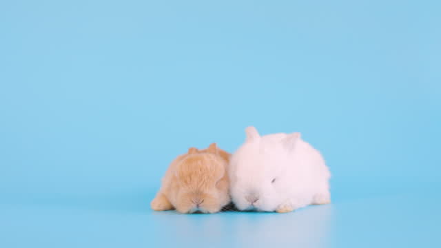 Little rabbit sleeping on isolate blue background screen