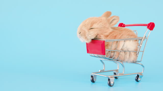 Little rabbit sleeping in shopping cart on isolate blue background screen