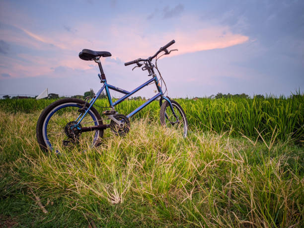 istock Landscape in rice field 1468707406