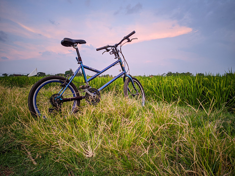 Natural scenery in the rice field with bicycle,location in Sukoharjo,Indonesia.