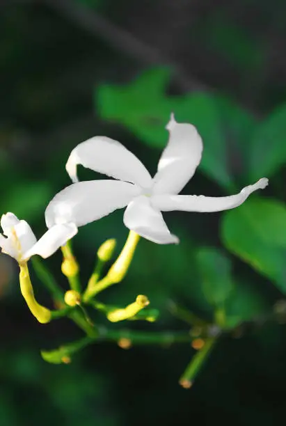 Photo of Beautiful blooming white petal Sampaguita Jasmine flowers