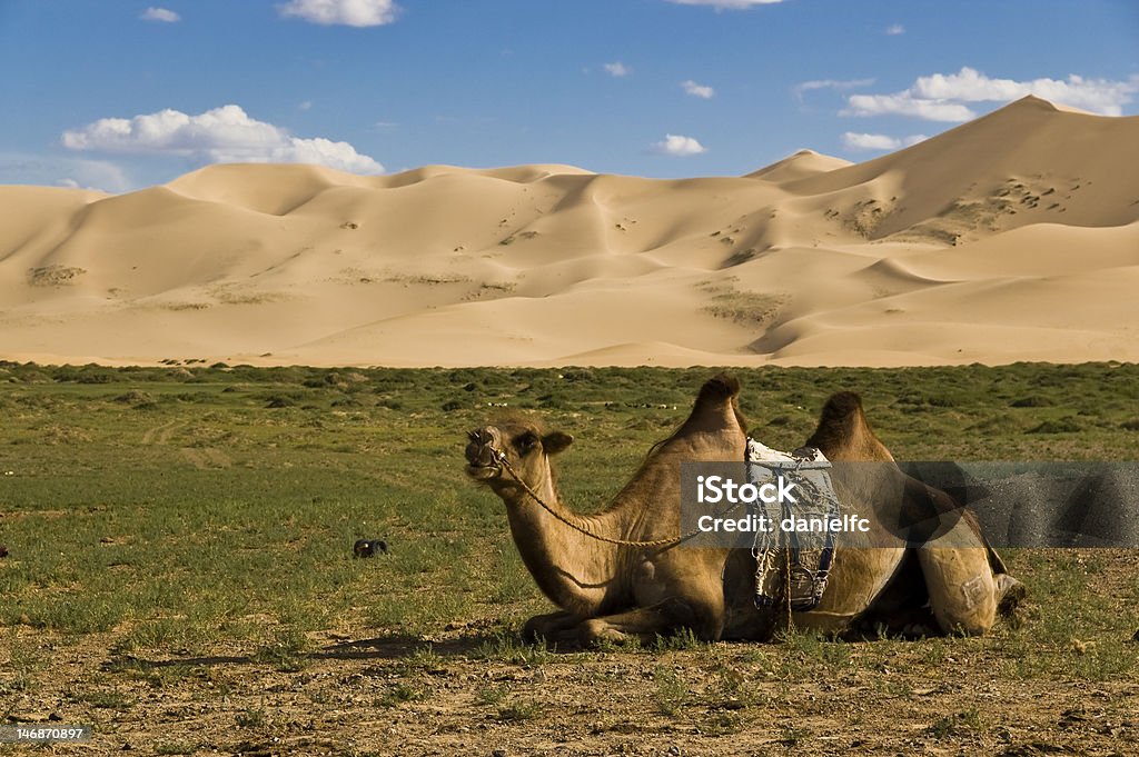 Camello bactriano - Foto de stock de Aire libre libre de derechos