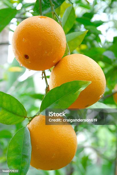 Oranges On The Tree Stock Photo - Download Image Now - Bunch, Citrus Fruit, Florida - US State