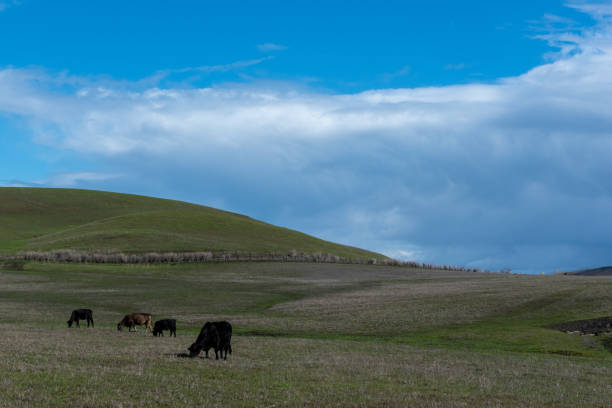 istock Cattle grazing pastoral scene California 1468709457