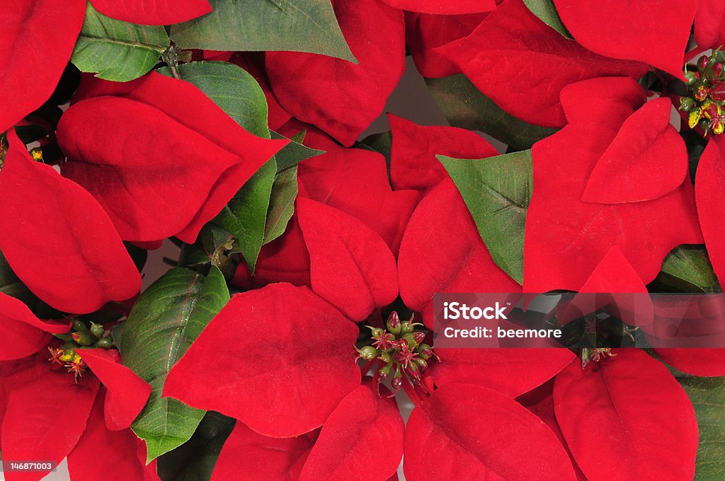 Red poinsettias - Lizenzfrei Blume Stock-Foto