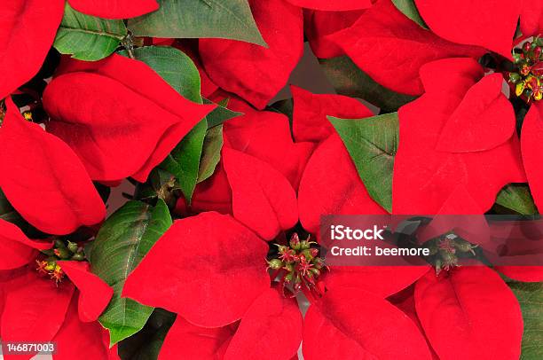 Poinsettias Rojo Foto de stock y más banco de imágenes de Culturas - Culturas, Decoración - Objeto, Decoración navideña