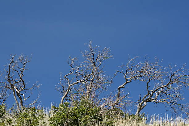 Burnt, bare bushes; blue sky stock photo