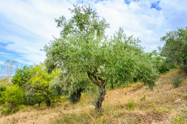 istock Olive tee with ripe olives against the sunny summer blue sky. 1468711187