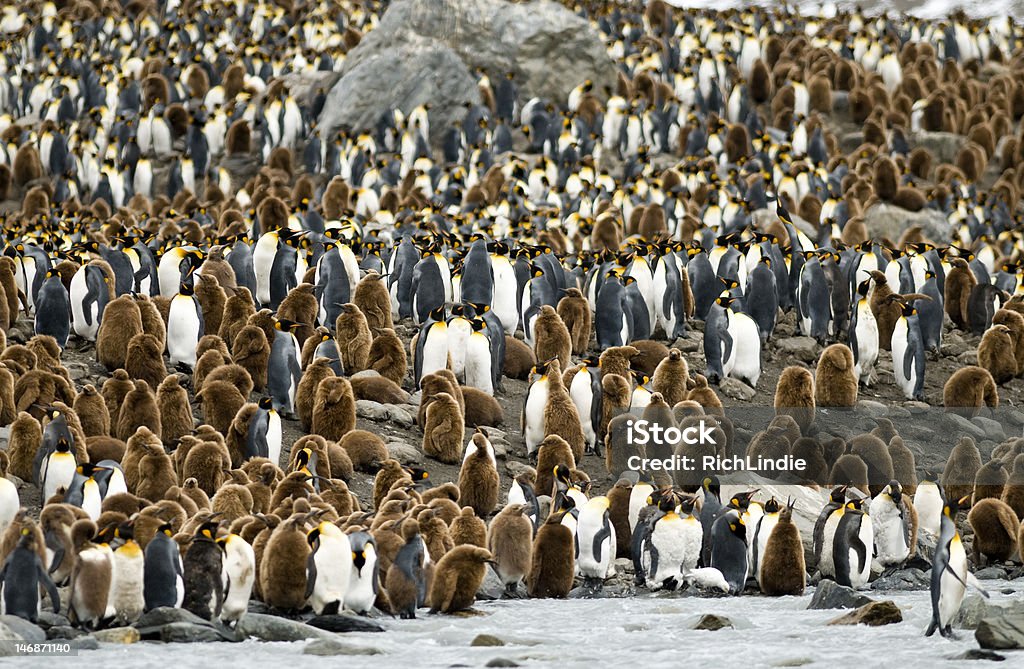 Colonia de pingüinos con cama King - Foto de stock de Aire libre libre de derechos