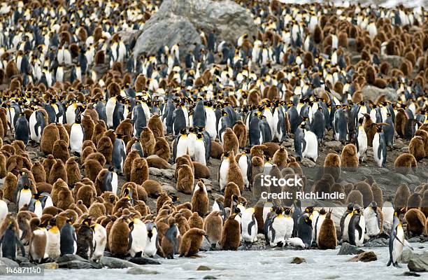 Foto de Colônia De Pinguins Kingsize e mais fotos de stock de Animal - Animal, Animal selvagem, Antártica