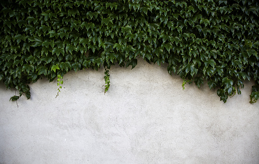 Facade detail with natural plants, decoration with plants