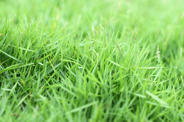 Green grass stock photo