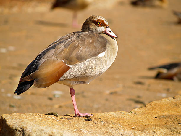 Egyptian Goose on one leg stock photo