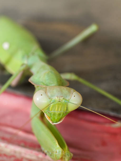 istock Look of a prayimg mantis. 146871292