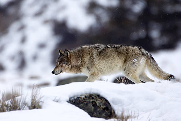 Wild wolf on the prowl in the snowy mountains "Wolf on the Prowl" - A female gray wolf in Yellowstone National Park is stalking potential prey.  canis lupus stock pictures, royalty-free photos & images