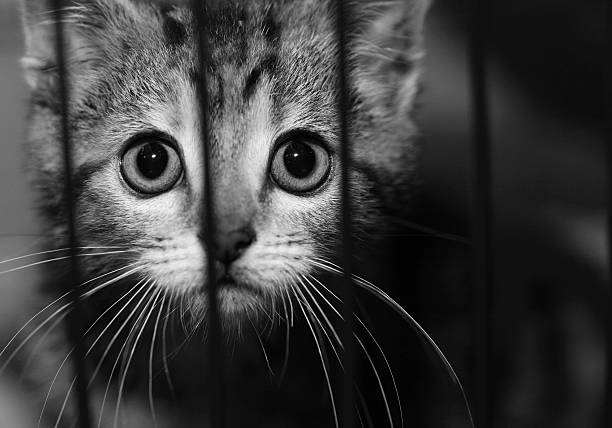 Sad eyed kitten in a cage stock photo