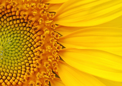 Closeup of a section of a sunflower