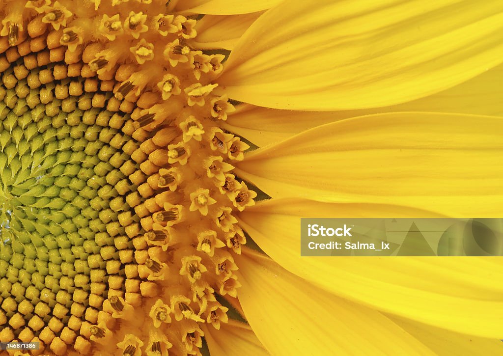 Closeup of a section of a sunflower Closeup of  beautiful sunflower Close-up Stock Photo