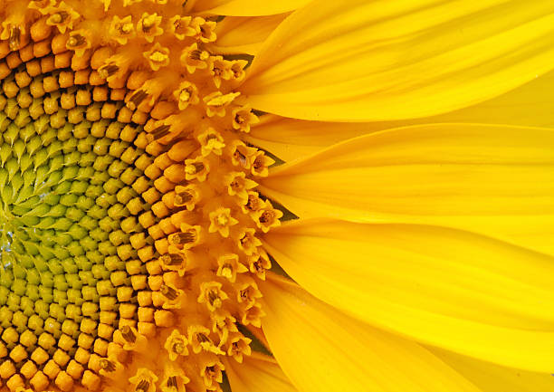 closeup of a section of a sunflower - sarı fotoğraflar stok fotoğraflar ve resimler