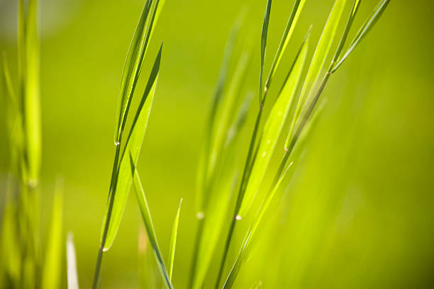 Champ de VERT HERBE - Photo