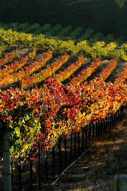 istock Autumn in Wine Country 146871445