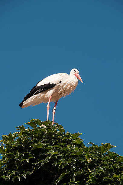 Stork on roof top, Germany stock photo