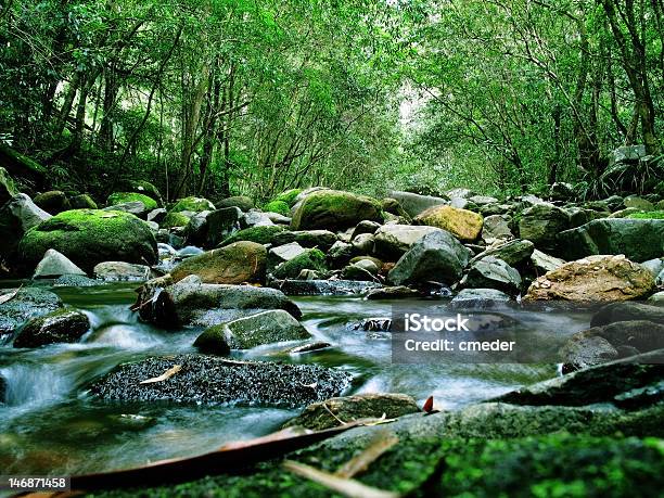 Green Forest And River Stock Photo - Download Image Now - Australia, Beauty In Nature, Bush