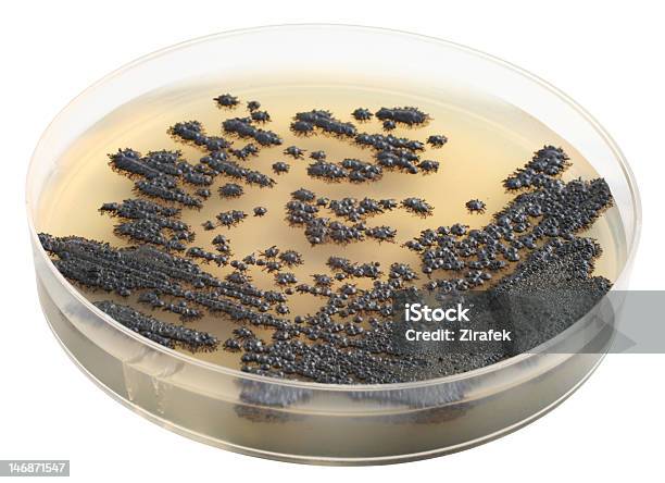 Mold Stockfoto und mehr Bilder von Agargel - Agargel, Antibiotikum, Biologie