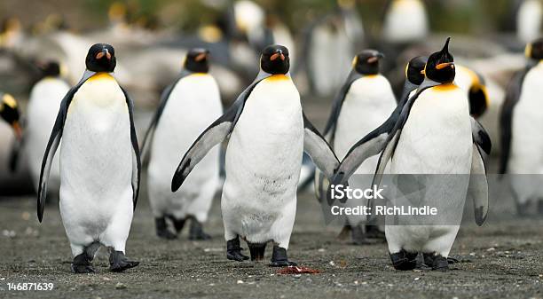 Penguins Marschieren Zusammen Mit Kingsizebett Stockfoto und mehr Bilder von Antarktis - Antarktis, Fotografie, Gehen