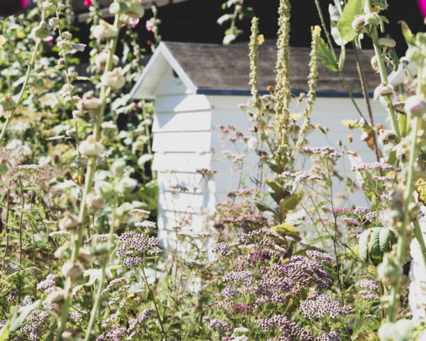 istock The beautiful old Danish greenhouse 1468716813