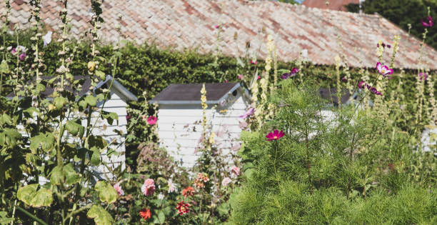 istock The beautiful old Danish greenhouse 1468716827