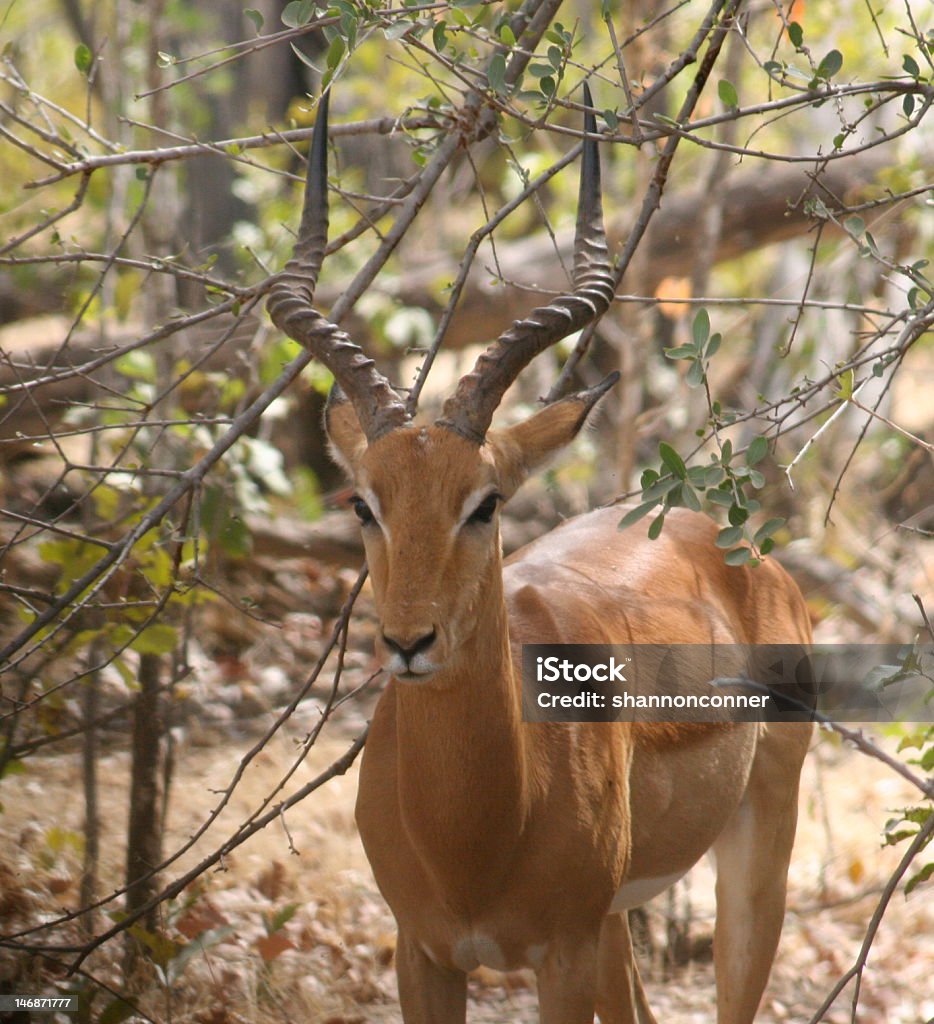 Africana Impala - Royalty-free Animal selvagem Foto de stock