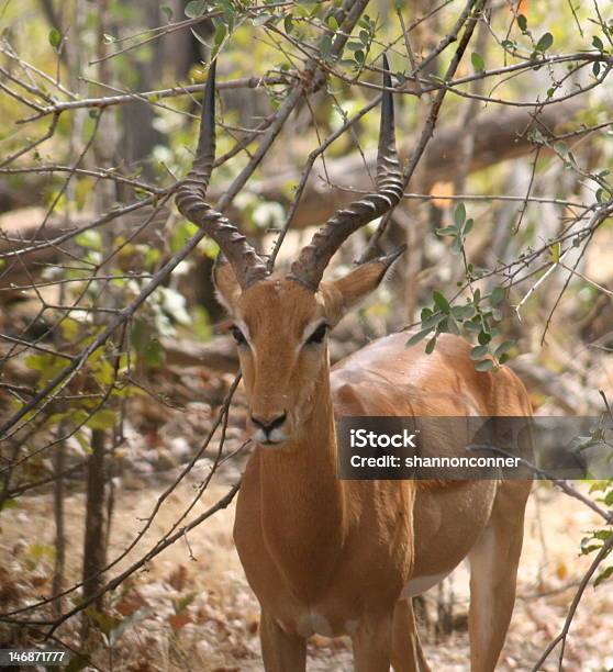 Africana Impala - Fotografias de stock e mais imagens de Animal selvagem - Animal selvagem, Antílope, Fotografia - Imagem