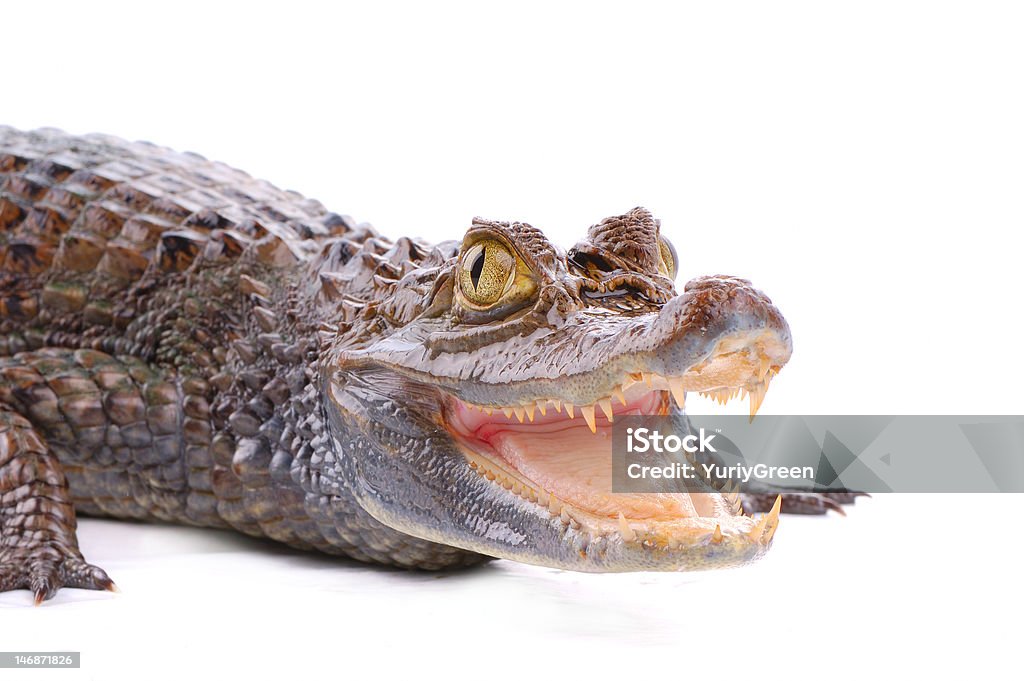 close-up of alligator on the white background Alligator Stock Photo