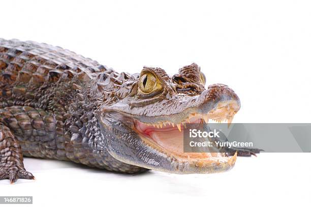 Closeup Of Alligator On The White Background Stock Photo - Download Image Now - Alligator, Animal, Animal Wildlife